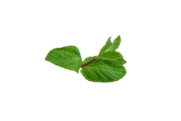 Fresh mint leaves isolated on white background.