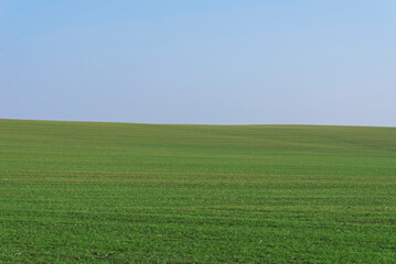 Obraz premium Green field with blue sky as background.