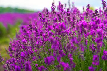 Naklejka premium Lavender blossoms in a beautiful background field. Selective focus.
