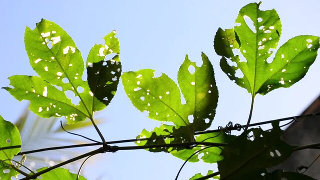 Passion fruit (Passiflora edulis) leaves with several holes or holes, as they were eaten or parasitized by caterpillars, swaying in the wind on a sunny day in the city of Rio de Janeiro, Brazil.