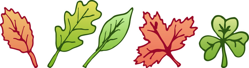 Obraz premium A set of illustrations of tree leaves with an outline. Oak, maple, linden and birch leaves, clover, eps ready for use. For your design