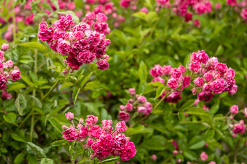 Roses close up in the grass fiel