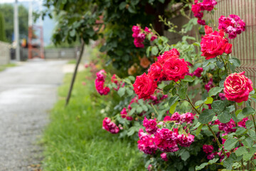Fototapeta na wymiar Roses in the street of Romania 