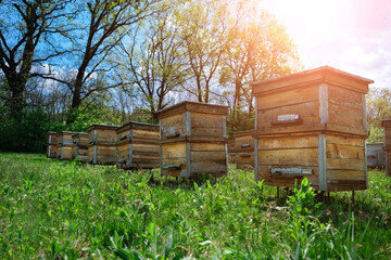 Apiary. Old wooden hives stand on the edge of the spring forest. Ecologically clean beekeeping....
