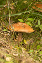 Harvesting forest mushrooms from ecologically clean places