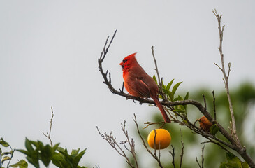 Cardinal bird