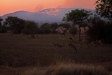 Naklejka premium Impala and Brush Fire at Dusk in the Serengeti