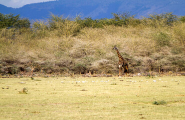 Giraffe near Brush Lake Manyara, Tanzania