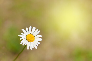 chamomile flower on green and yellow background