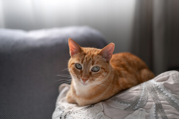 brown tabby cat with green eyes lying on a white pillow, looks at the camera. close up
