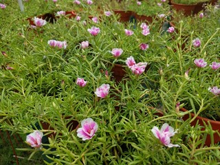 Pink Moss Rose flowers and fleshy leaves (Portulaca Grandiflora) in natural sunlight