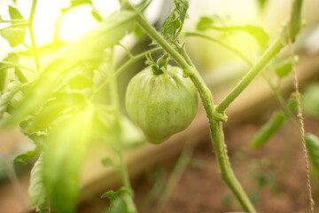 Tomato spits on a branch in a greenhouse. Agriculture in summer. Harvest