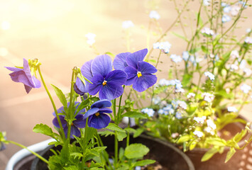 Blue flowers in the rays of the bright sun.