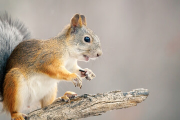 Naklejka na ściany i meble squirrel with open mouth eats seeds, lobes with large claws