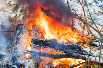 bonfire and flames in the forest in winter