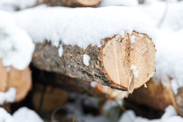 pine trees felled in the snow