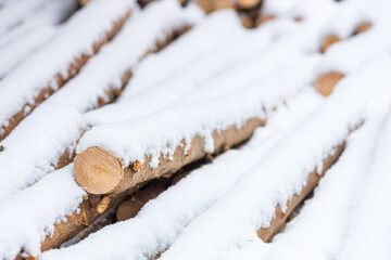 many sawn pine trunks are covered with snow