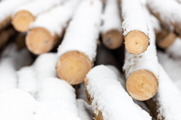 illegal logging in the winter