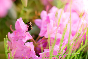large bumblebee on a bright rhododendron flower