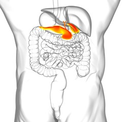 Gall Bladder Human Digestive System Anatomy For Medical Concept 3D