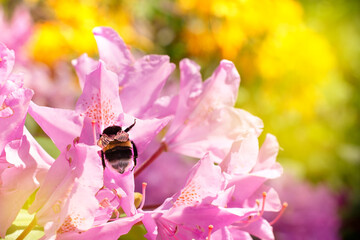 large bumblebee on a bright rhododendron flower