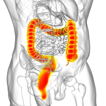 Large Intestine 3D Illustration Human Digestive System Anatomy