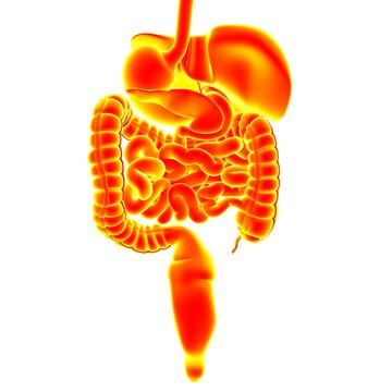 Human Digestive System Anatomy For Medical Concept 3D Rendering