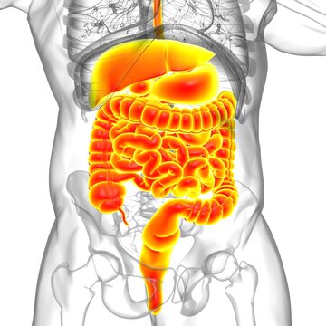 Human Digestive System Anatomy For Medical Concept 3D Rendering