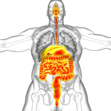 Human Digestive System Anatomy For Medical Concept 3D
