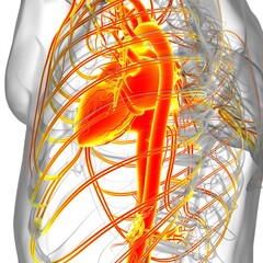Human Heart With Circulatory System Anatomy For Medical Concept 3D