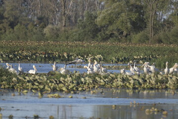 pelicans in a lake