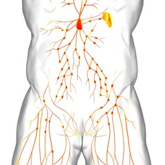 Human Lymph Nodes Anatomy For Medical Concept 3D Rendering - obrazy, fototapety, plakaty