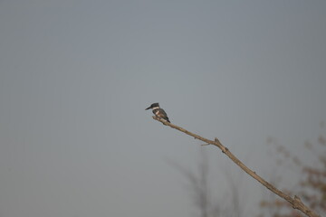 american kingfisher sitting on a branch