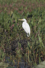 white egret standing in grass on the river bank