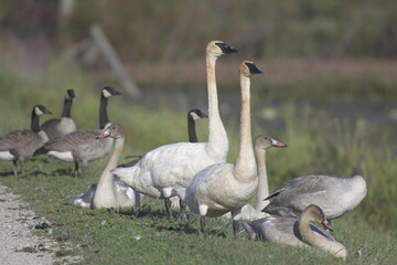 swans and canadian geese standing on grass