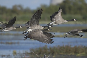 canadian geese flying in formation over a lake