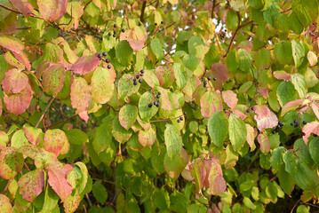 Cornus sanguinea shrub