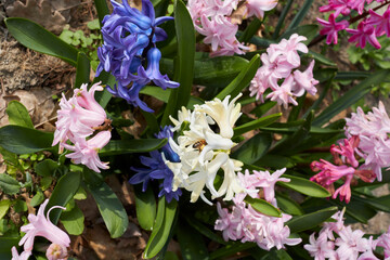 Hyacinthus orientalis colorful flowers
