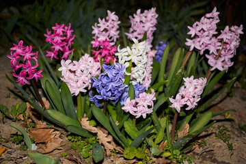 Hyacinthus orientalis 