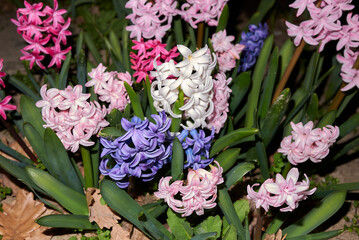 Hyacinthus orientalis 