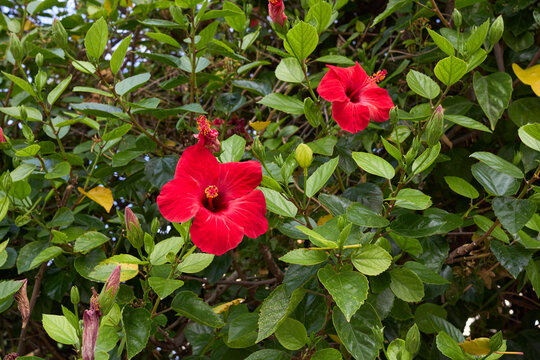 Hibiscus rosa-sinensis in bloom