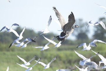 canadian goose and seagulls flying over grassy landscape