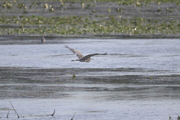 heron flying over a lake