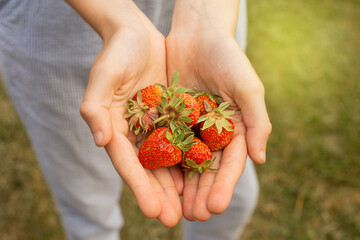 Ripe strawberries in children's hands