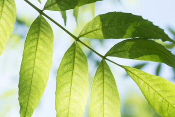 Closeup of backlit ash leaflets. Botany. Ideas. Team. Family. Group. 