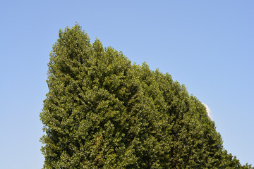 Lombardy poplar