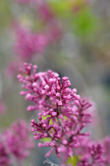 Lilac Parfum de nature