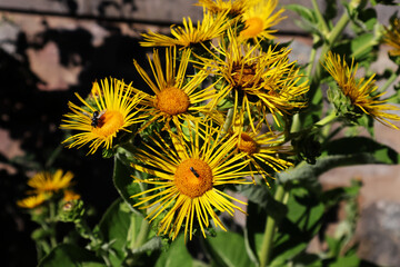Blüten, Blumen, Tagetes, Garten, Blumenmeer