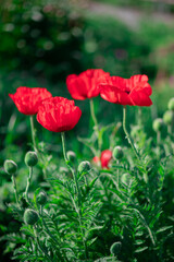 Naklejka premium Large red poppies on a background of green leaves.