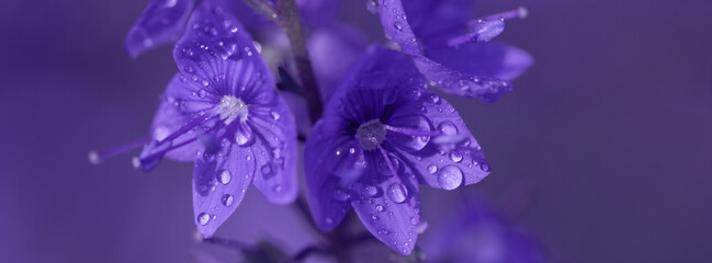  Banner veronica flowers in raindrops.